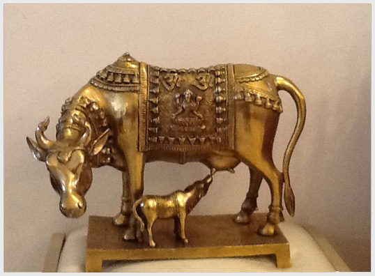homepagepic_cow